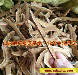 灵芝菌种 泰山灵芝 赤灵芝厂家批发 规格齐全
