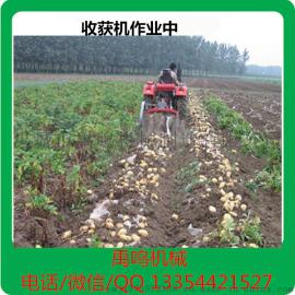 禹鸣机械直销800公分单双行土豆收获机、马铃薯、红薯、大蒜收获机械
