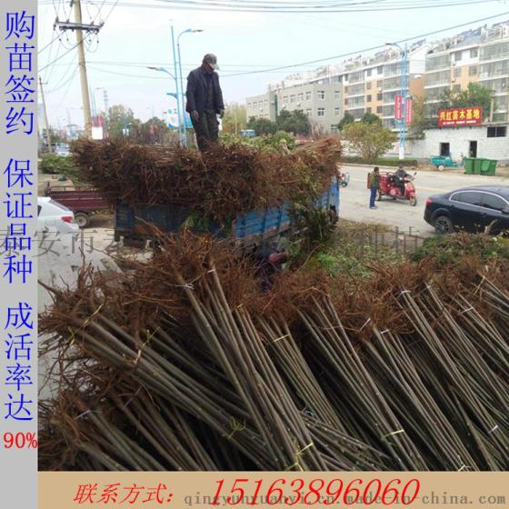 贵州能不能种植红油香椿苗 红油香椿苗产量