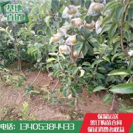 梨树苗最近价格 梨树苗最近多少钱一棵哪里便宜
