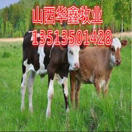新疆肉牛批发价格 新疆肉牛多少钱一头