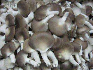 秀珍菇烘干机、食用菌烘干机