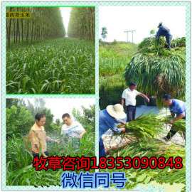 佛山市养羊牧草黑麦草种子多少钱一斤