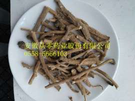 优质板蓝根供应高质量板蓝根