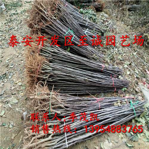 苹果树苗 苹果树苗价格 矮化苹果树苗价格