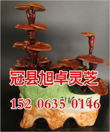 产地批发直销活体灵芝盆景 活体嫁接 灵芝盆景批发报价