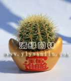 仙人球