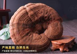辽宁省椴木灵芝怎么吃 赤灵芝食用方法
