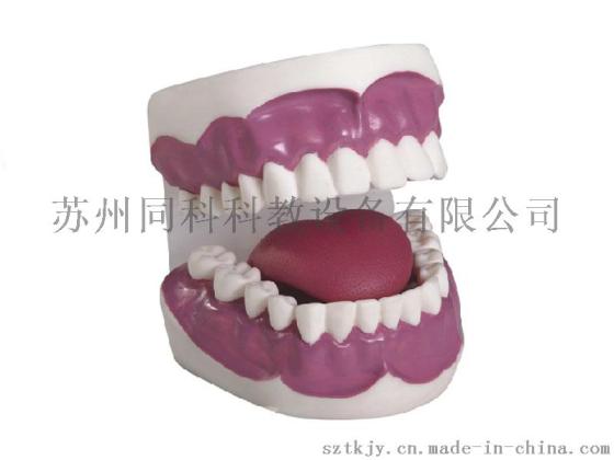 牙护理保健模型（28颗牙，放大3倍）