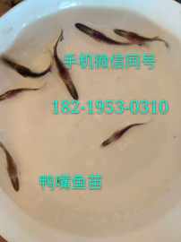 广东台山石斑鱼苗阳春光鱼苗顺德青竹魭鱼苗