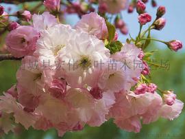 日本樱花 一叶樱花  一叶樱 树苗 樱花小苗 嫁接苗绿化苗包成活