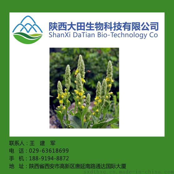 毛蕊花提取物10:1  20:1 30:1