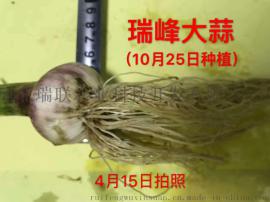 河北峰牌大蒜营养价值高、无芯
