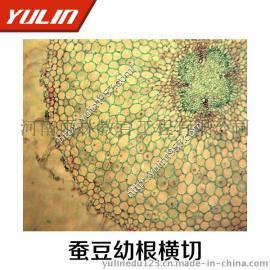 高教生物实验切片 蚕豆幼根横切