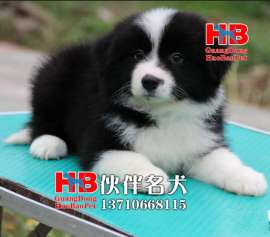 广州哪里有卖边境牧羊犬 纯种边牧多少钱一只