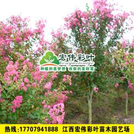 正宗速生紫薇2号苗 长势快的速生紫薇改良品种 紫薇绿化苗供应