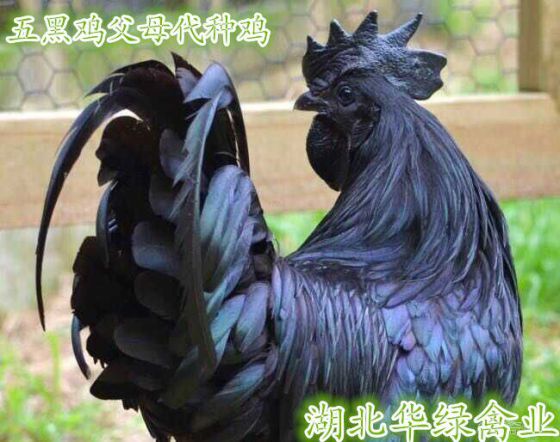常年养殖绿壳蛋鸡、黑鸡、绿壳蛋黑鸡、黑鸡、湖北黑羽乌鸡