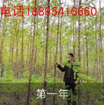泓森槐春季苗售罄，夏季不能造林，再等一年？