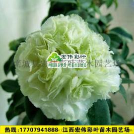 绿可娜茶花 绿色茶花 珍稀茶花品种 嫁接茶花大树 茶花盆景小苗