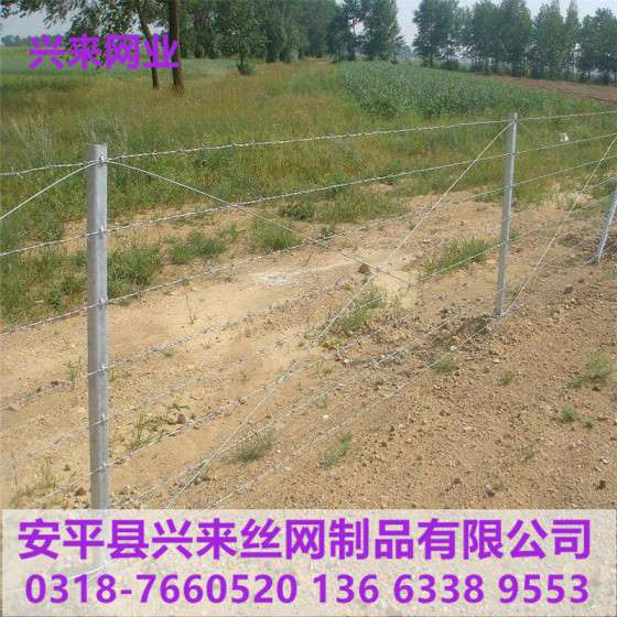 铁蒺藜防护网，衡水铁蒺藜，围墙铁蒺藜