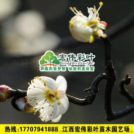 龙游梅 游龙梅 梅花树苗 游龙梅盆栽 游龙梅盆景树桩 梅花树桩