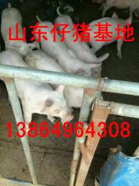 山东仔猪销售基地