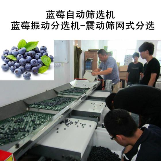 无损伤蓝莓分级筛网机械