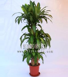 步步高（室内植物）