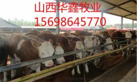 今天肉牛什么价 肉牛崽多少钱