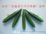 农作物种子卡里巴黄秋葵一代繁育
