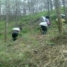 【供应芭田桉树专用复合肥料35%】深圳市芭田生态工程股份有限公司