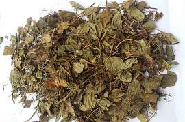 灵香草 统 产地广东 提供大货