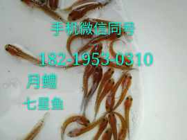 供应阳湛江草鲩鱼苗，本地塘虱鱼苗，鲶鱼苗，鲫鱼苗，黄骨鱼苗批发价格