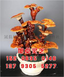 聊城灵芝盆景怎么养 灵芝盆景养护要求