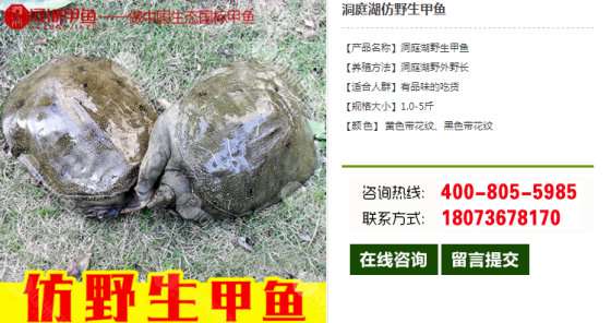 河洲甲鱼|优质甲鱼苗|甲鱼养殖批发|仿野生甲鱼苗|中华草龟价格|甲鱼报价