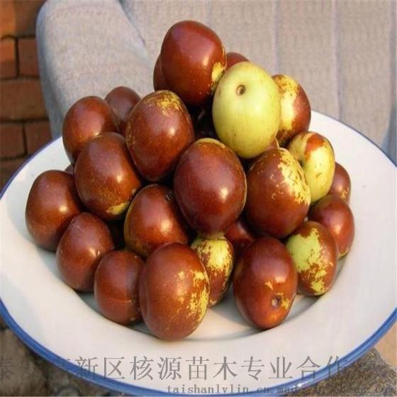 冬枣树苗价格 大冬枣苗批发及各种果树苗木