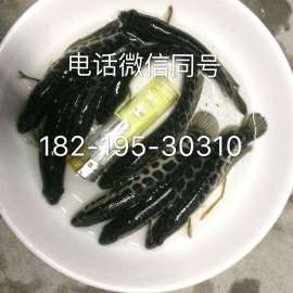 广西贵港黑鱼苗钦州塘虱鱼苗百色罗非鱼苗