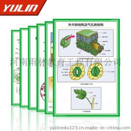中学生物教学挂图 初中生物教学挂图 雨林正版挂图