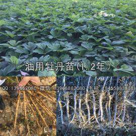 亳州油用牡丹苗 二年油用牡丹苗根茎0.5公分 包成活 5000万棵