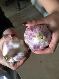 原种限量销售中……