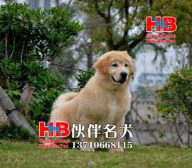 广州哪里买狗狗好,广州金毛幼犬价格多少,广州什么地方有卖金毛