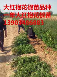 供应花椒苗==大红袍花椒苗价格==山西大红袍花椒苗