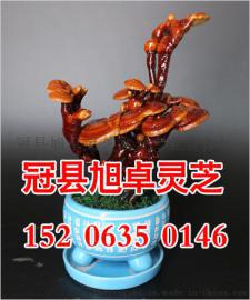 成熟的灵芝盆景价格 全新的灵芝盆景制作 旭卓灵芝