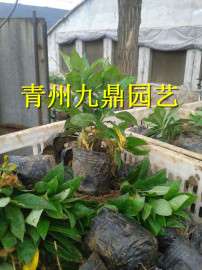 山东宿根福禄考价格