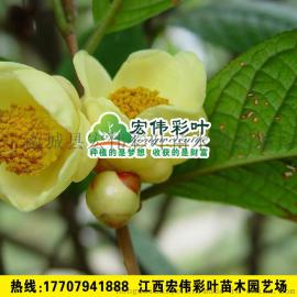 正宗防普金茶花 观花植物凹脉金茶花小苗 茶花树苗 防普茶花树