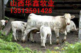 夏洛莱小牛犊