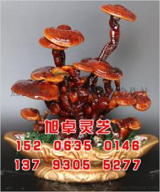 山东旭卓灵芝专业供应灵芝盆景养殖 灵芝菌种 灵芝菌棒