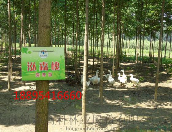 泓森槐林业饲料发展前景分析