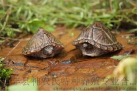 剃刀龟 刀背麝香龟 乌龟宠物活体【背甲3～5公分】