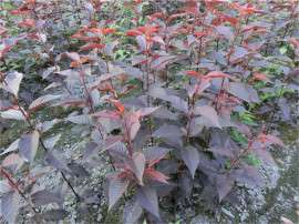 落日园林红叶樱花苗 红叶樱花苗批发 成都红叶樱花苗基地